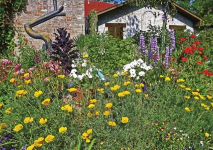California and Shiley poppies growing in a garden.